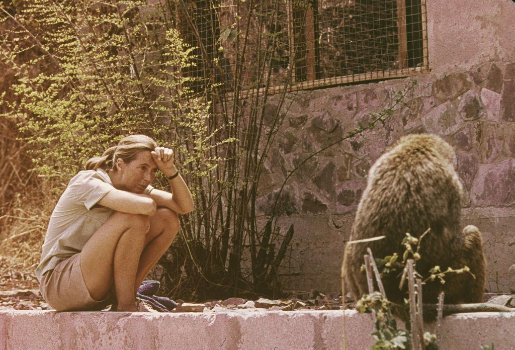 Des activistes et politiciens rendent hommage à Jane Goodall, figure emblématique de la conservation
