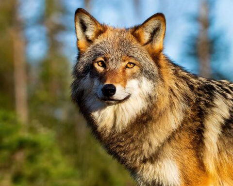 Des balles en caoutchouc pour éloigner les loups en Haute-Savoie : une expérimentation innovante