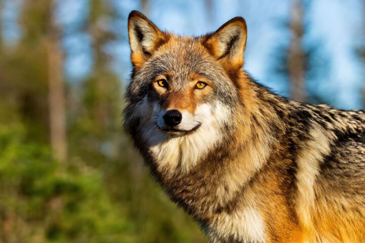 Des balles en caoutchouc pour éloigner les loups en Haute-Savoie : une expérimentation innovante