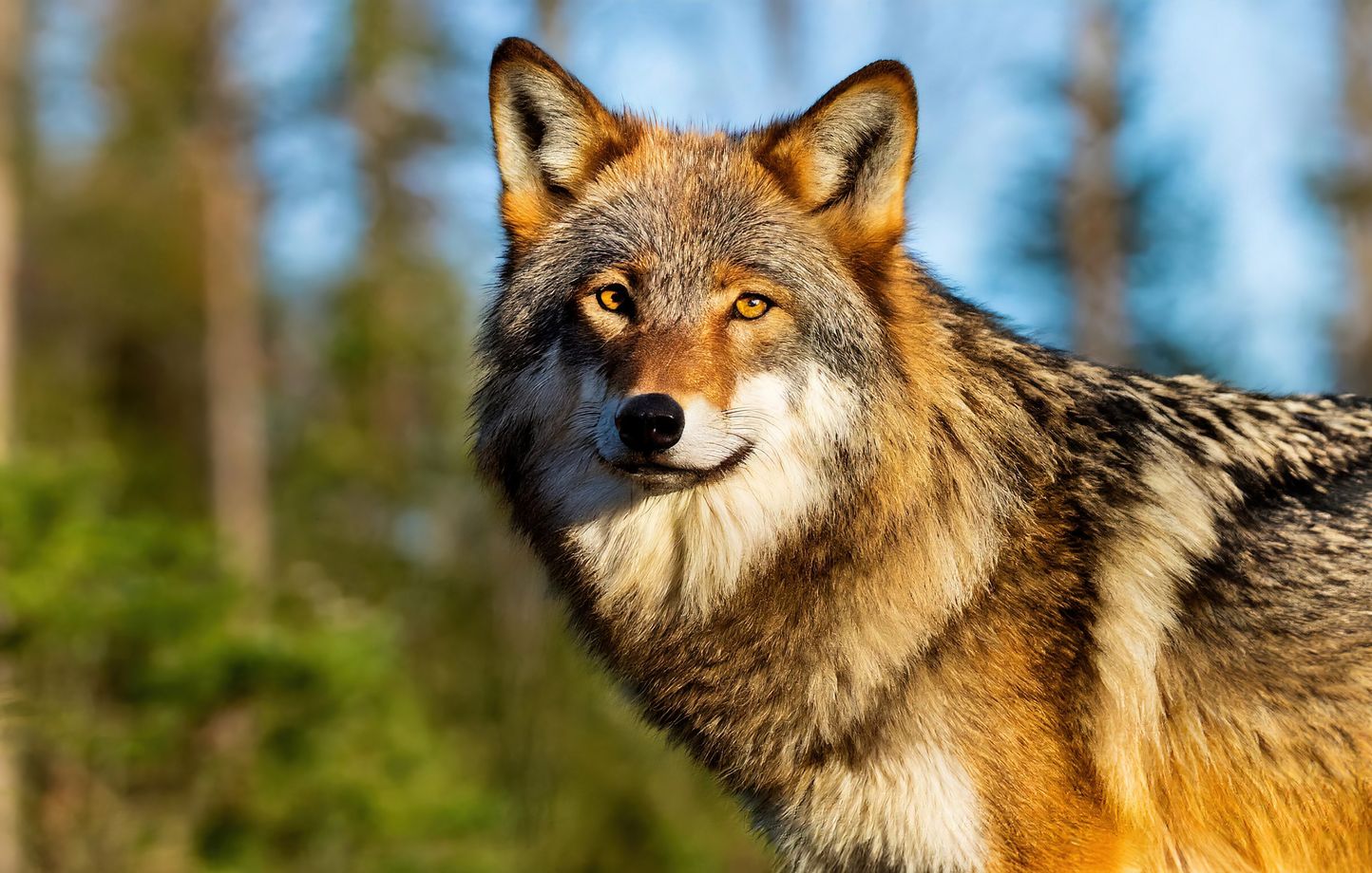 Des balles en caoutchouc pour éloigner les loups en Haute-Savoie : une expérimentation innovante
