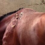 Des cordes insérées sous la peau des chevaux utilisées pour traiter des abcès en cause de maltraitance animale