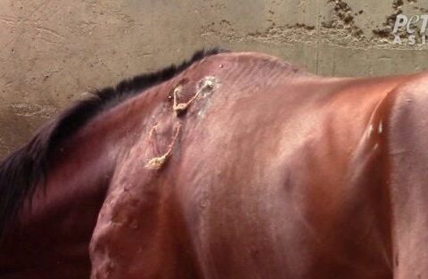 Des cordes insérées sous la peau des chevaux utilisées pour traiter des abcès en cause de maltraitance animale