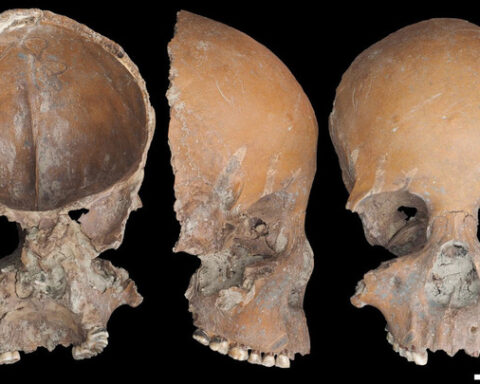 Des crânes humains transformés en objets lors de la période néolithique en Chine