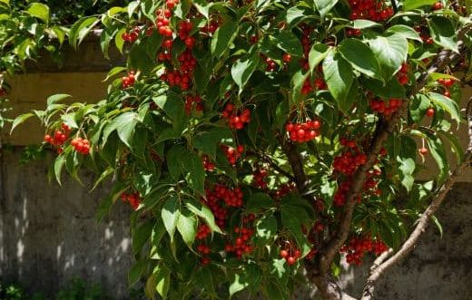 Des cueillettes solidaires contre le gaspillage organisées par Aux arbres citoyens dans l’Eure