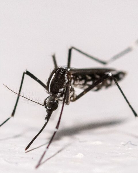 Des moustiques découverts pour la première fois en Islande, signal d'une possible introduction récente