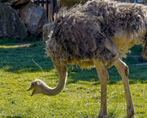 Deux nandous capturés à Obersteinbach après avoir traversé la frontière allemande