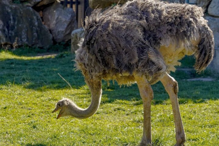 Deux nandous capturés à Obersteinbach après avoir traversé la frontière allemande