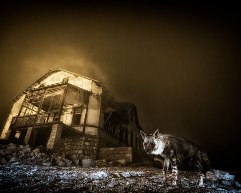 Deux photographes français récompensés au Wildlife Photographer of the Year 2025