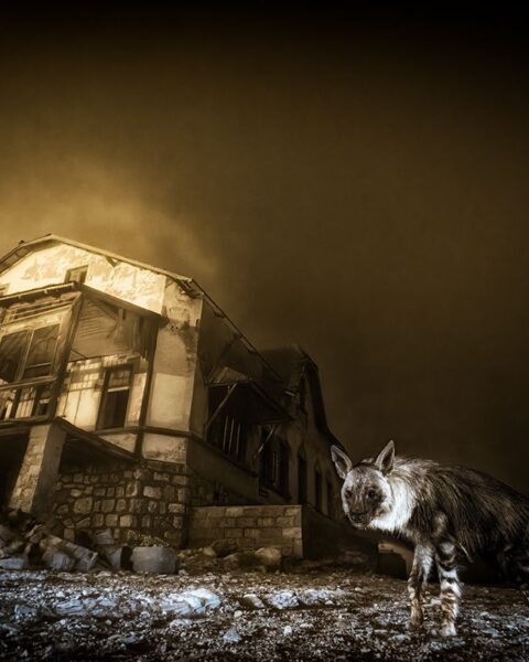 Deux photographes français récompensés au Wildlife Photographer of the Year 2025