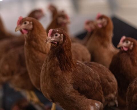 Distribution gratuite de 650 poules pondeuses en Haute-Vienne les 29 et 30 octobre