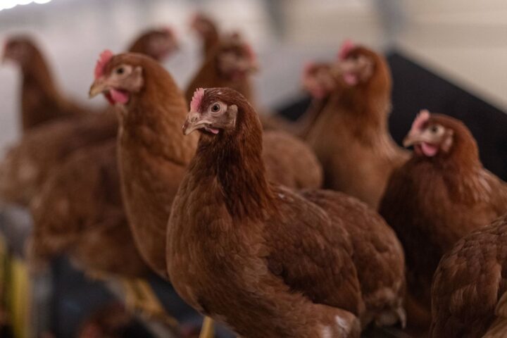 Distribution gratuite de 650 poules pondeuses en Haute-Vienne les 29 et 30 octobre