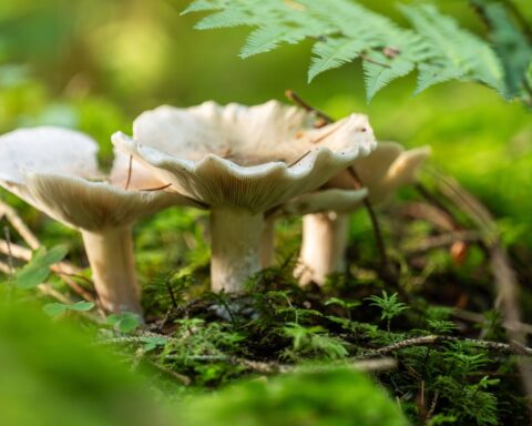 La disparition des champignons : une menace qui alarme les experts de l'UICN