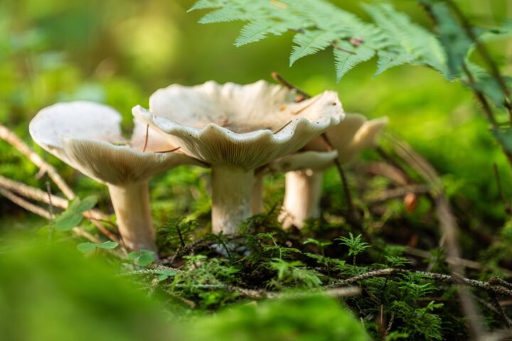La disparition des champignons : une menace qui alarme les experts de l'UICN
