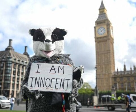 La France face à la controverse du déterrage des blaireaux : tradition ou barbarie ?