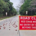 La migration annuelle de millions de crabes rouges sur l'île Christmas en Australie