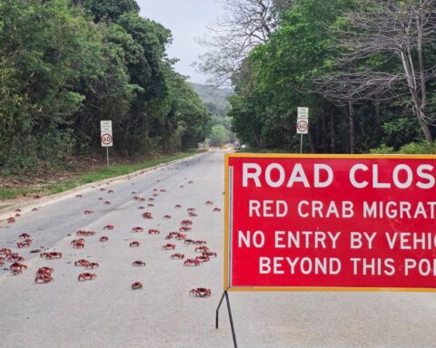 La migration annuelle de millions de crabes rouges sur l'île Christmas en Australie