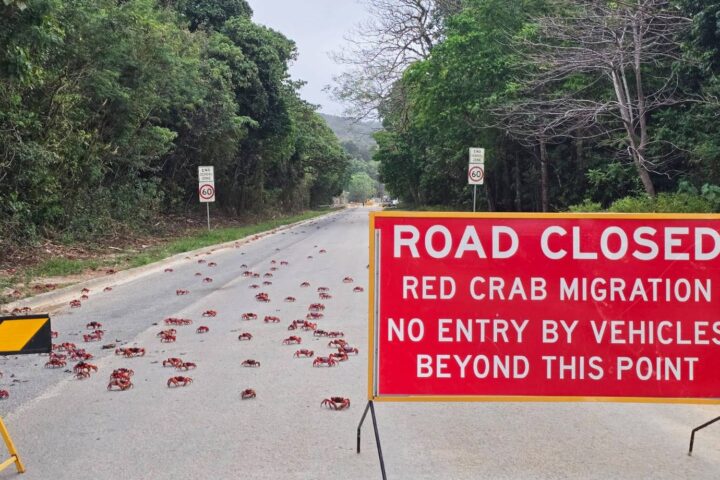 La migration annuelle de millions de crabes rouges sur l'île Christmas en Australie