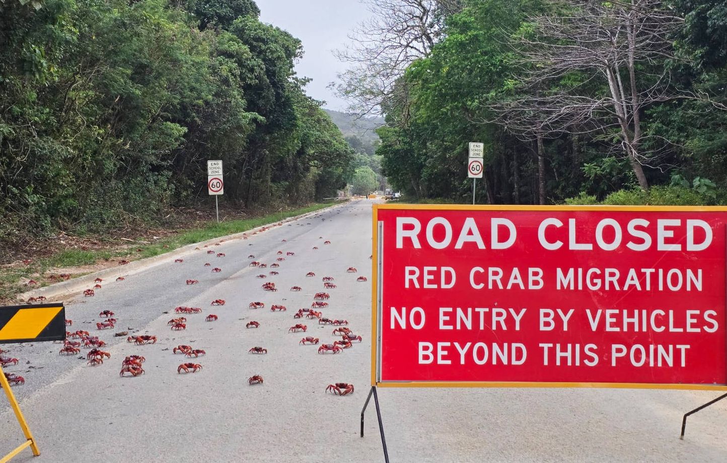 La migration annuelle de millions de crabes rouges sur l'île Christmas en Australie