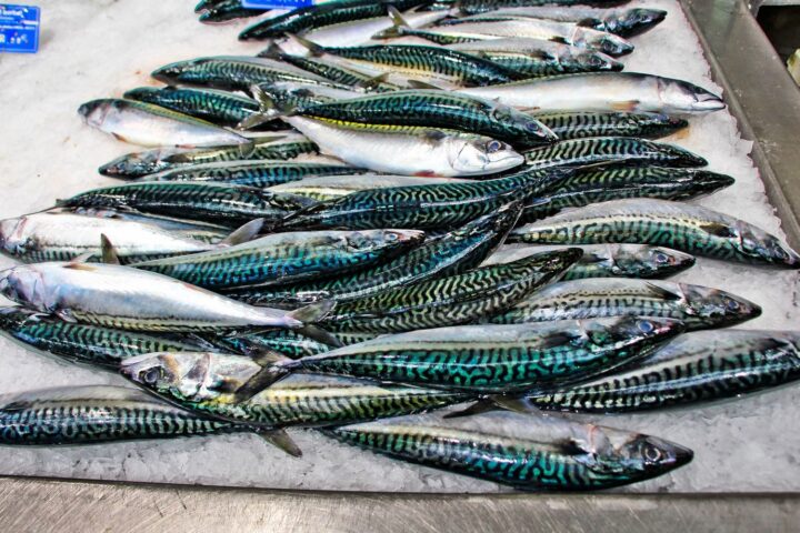 La surpêche menace l'approvisionnement en maquereau en France, selon le CIEM
