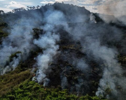 Le Brésil, responsable de plus de 70 % de la déforestation mondiale selon la FAO