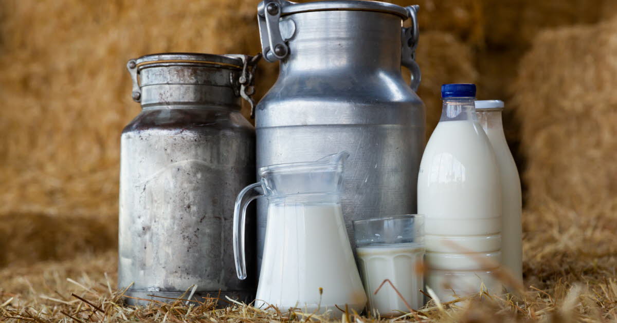 Le lait de foin : un produit laitier traditionnel aux multiples bienfaits en France