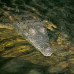 Les autorités jamaïcaines mettent en garde contre la menace des crocodiles après l'ouragan Melissa