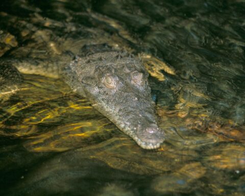 Les autorités jamaïcaines mettent en garde contre la menace des crocodiles après l'ouragan Melissa