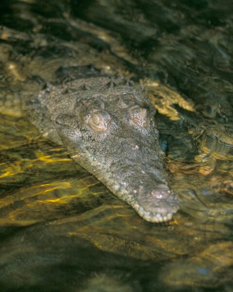 Les autorités jamaïcaines mettent en garde contre la menace des crocodiles après l'ouragan Melissa