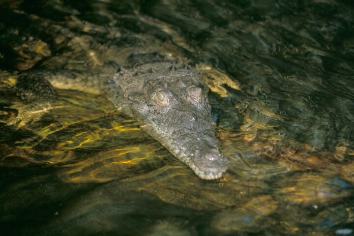 Les autorités jamaïcaines mettent en garde contre la menace des crocodiles après l'ouragan Melissa