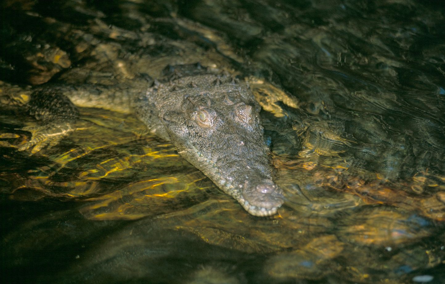 Les autorités jamaïcaines mettent en garde contre la menace des crocodiles après l'ouragan Melissa
