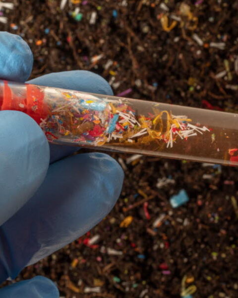 Les microplastiques modifient le microbiote intestinal, selon une étude internationale