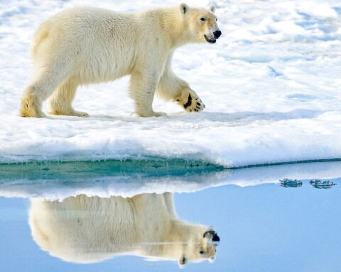 Les ours polaires confrontés à des défis croissants en raison de la fonte de la banquise
