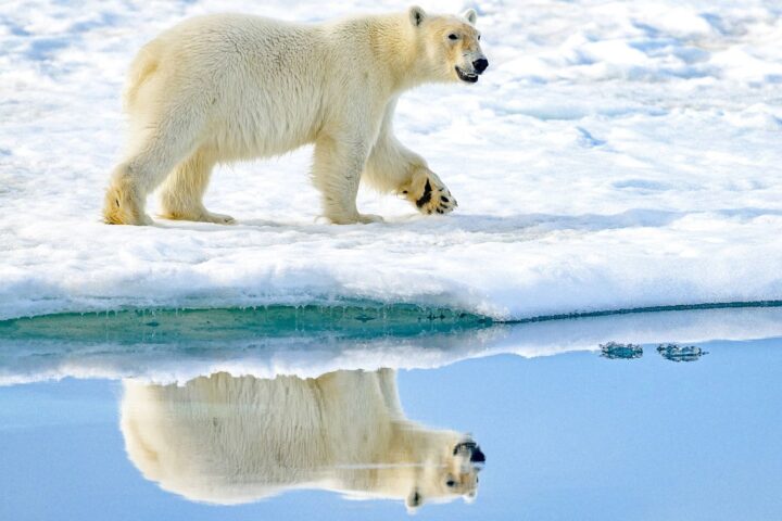 Les ours polaires confrontés à des défis croissants en raison de la fonte de la banquise