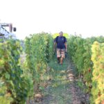 Les prévisions pour les vendanges 2025 en France revues à la baisse en raison de la canicule