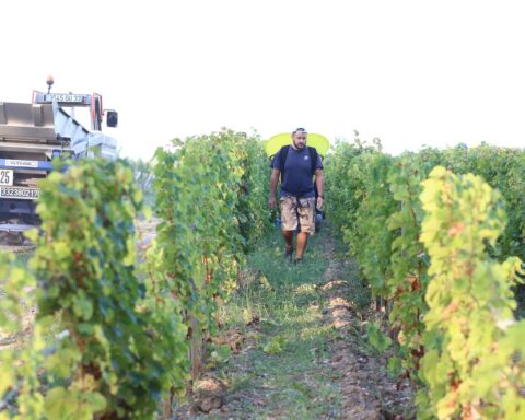 Les prévisions pour les vendanges 2025 en France revues à la baisse en raison de la canicule