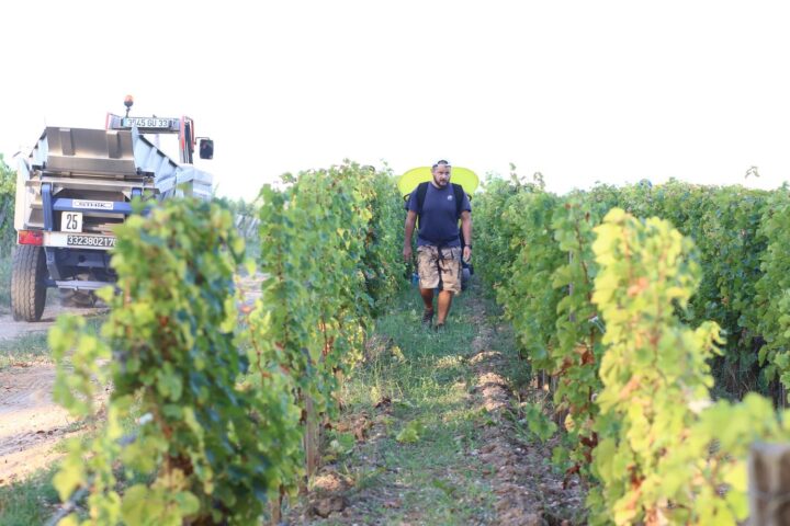 Les prévisions pour les vendanges 2025 en France revues à la baisse en raison de la canicule