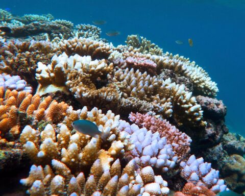 Les récifs coralliens atteignent un point de non-retour en raison du réchauffement climatique