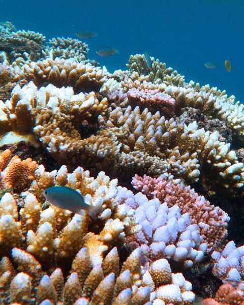 Les récifs coralliens atteignent un point de non-retour en raison du réchauffement climatique