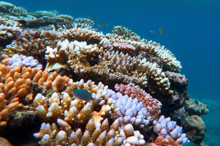 Les récifs coralliens atteignent un point de non-retour en raison du réchauffement climatique