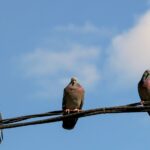 Pourquoi certains modèles de voitures attirent-ils plus les déjections d'oiseaux ?
