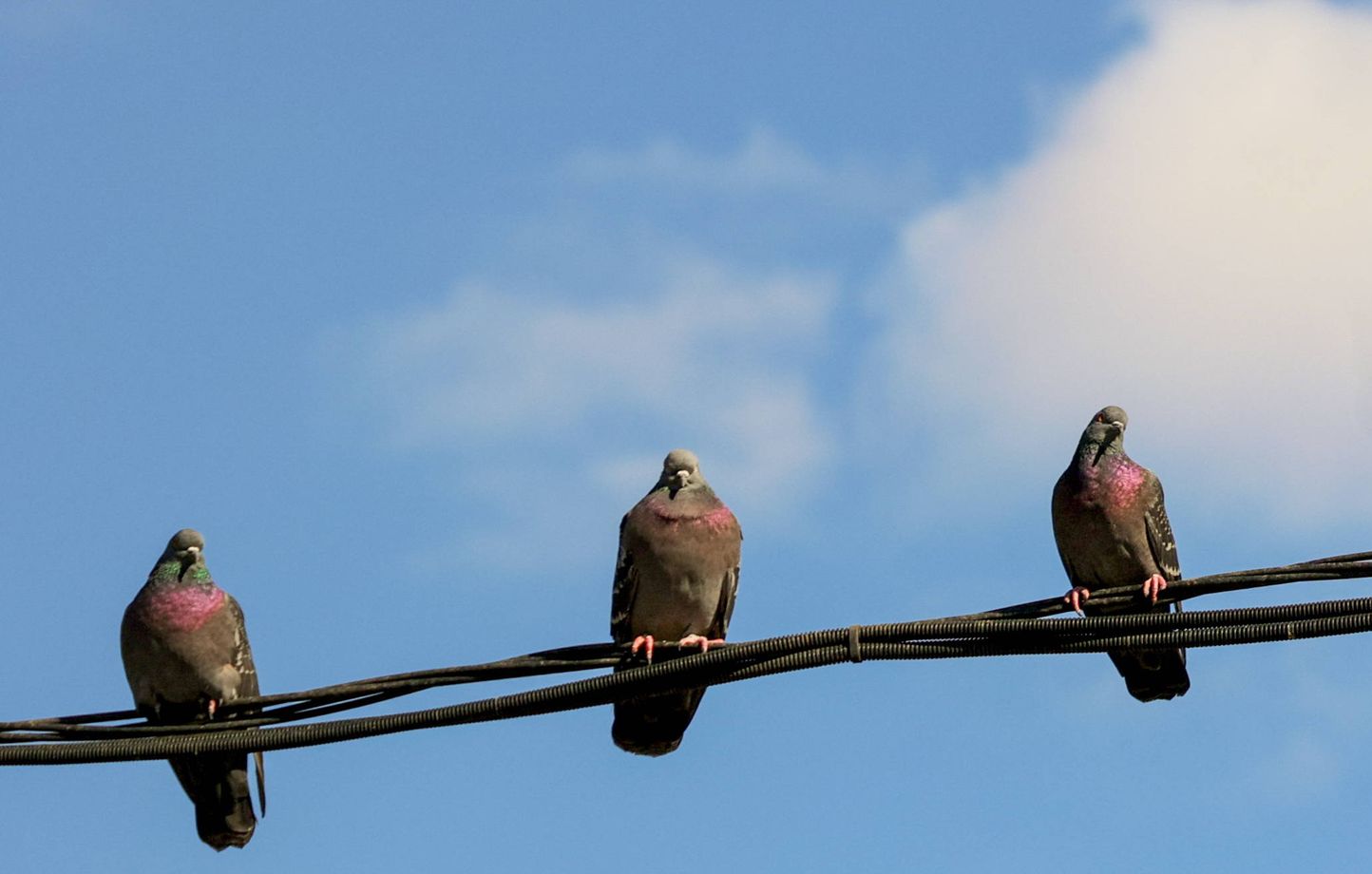 Pourquoi certains modèles de voitures attirent-ils plus les déjections d'oiseaux ?