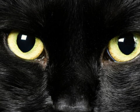 Pourquoi les superstitions persistent-elles dans notre société?