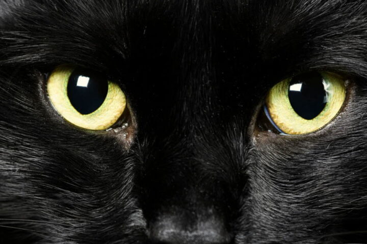 Pourquoi les superstitions persistent-elles dans notre société?