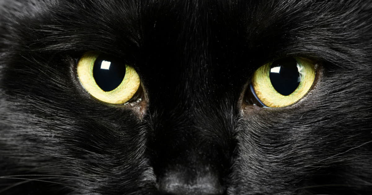 Pourquoi les superstitions persistent-elles dans notre société?