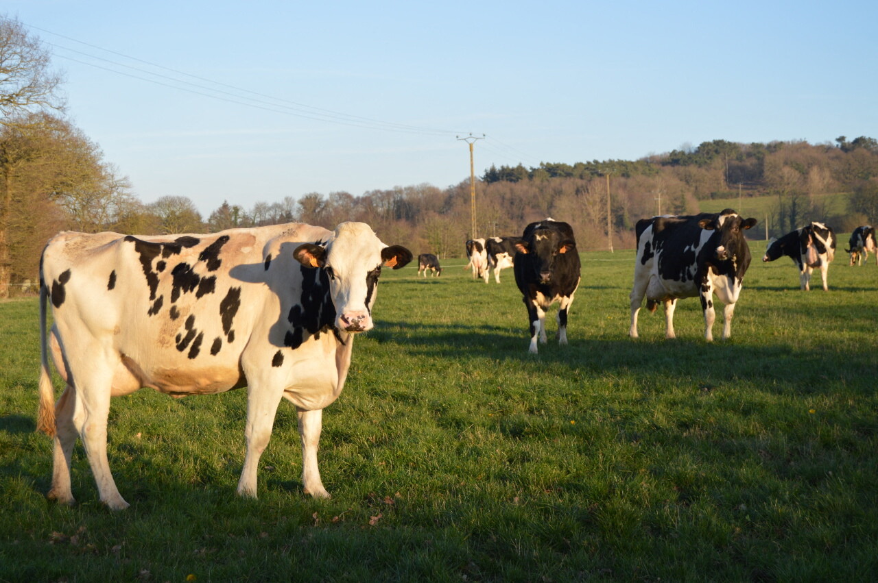 Quiz : êtes-vous incollable sur les animaux emblématiques des régions de France ?