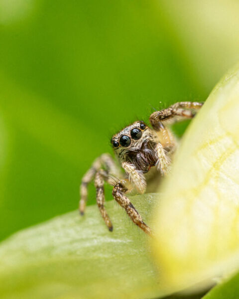 Quiz : halloween approche, testez vos connaissances sur les araignées