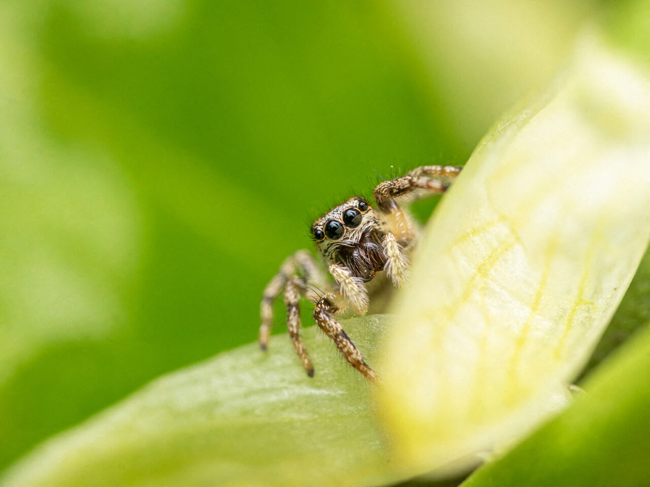 Quiz : halloween approche, testez vos connaissances sur les araignées