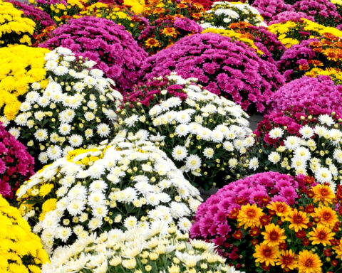 Toussaint : choisir les fleurs qui dureront sur les tombes malgré l'automne
