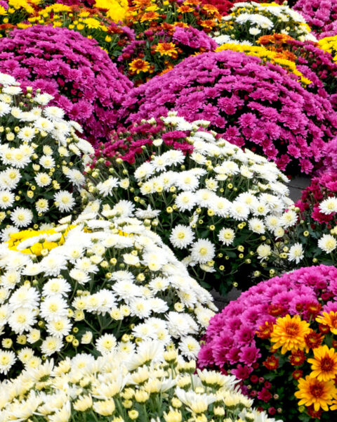 Toussaint : choisir les fleurs qui dureront sur les tombes malgré l'automne