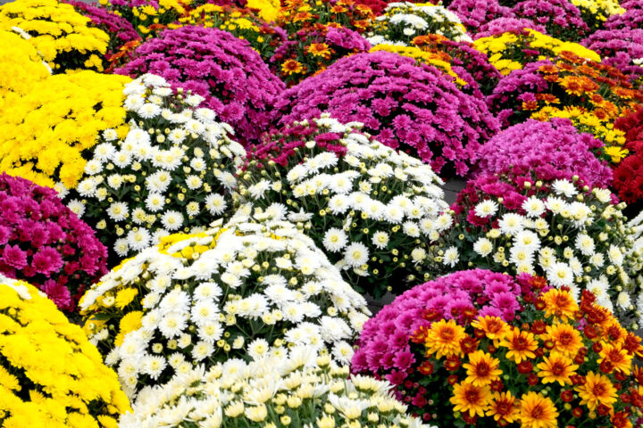 Toussaint : choisir les fleurs qui dureront sur les tombes malgré l'automne